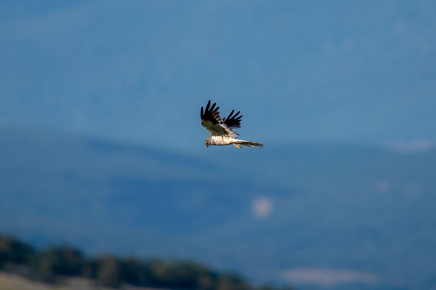 Birds over Livno field